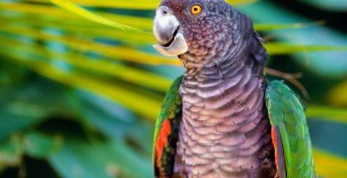 Amazona imperialis sau Papagalul sisserou