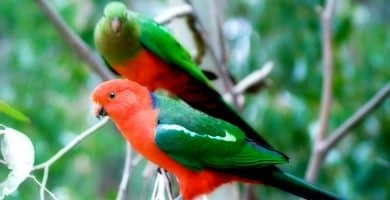 Australian king parrot sau Papagalul regal australian