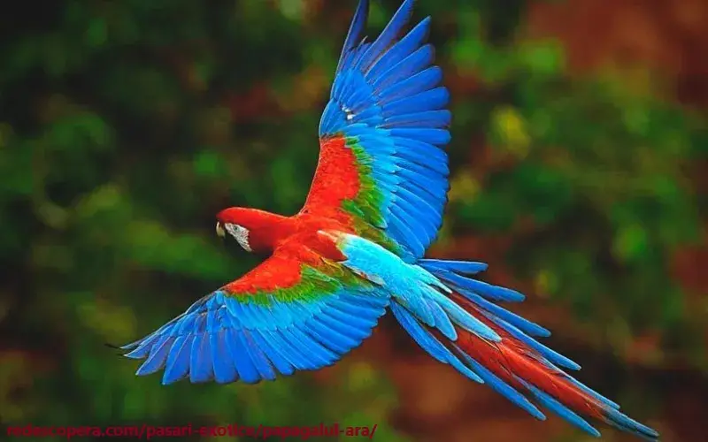 Papagalul Ara