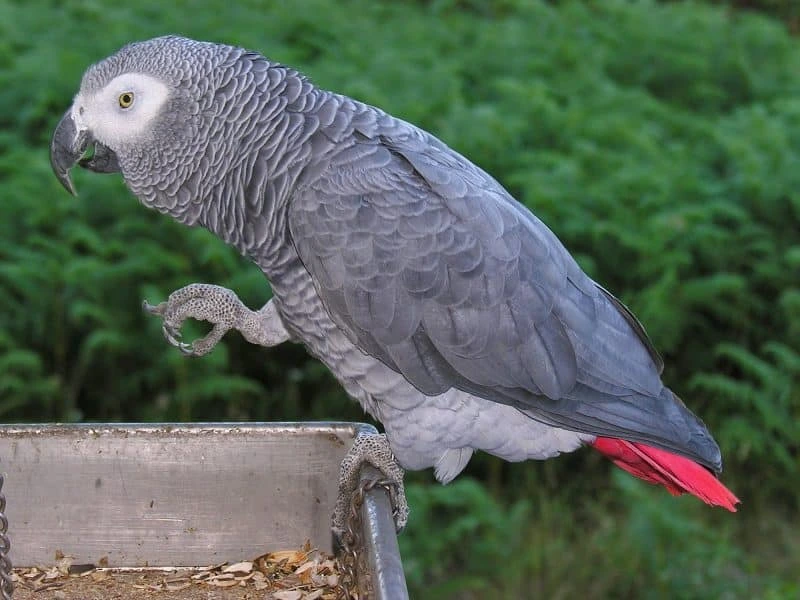 Papagal gri cu coada roșie