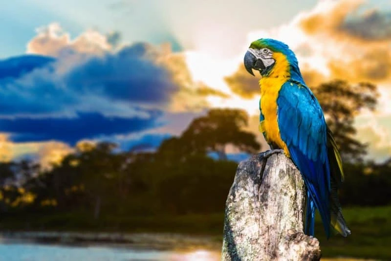 papagal de culoare albastra si galben