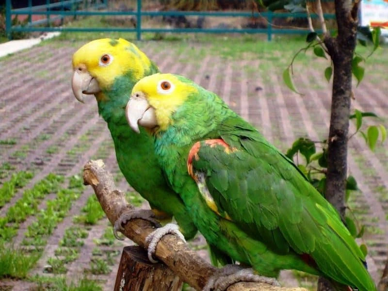 pereche de papagali verzi