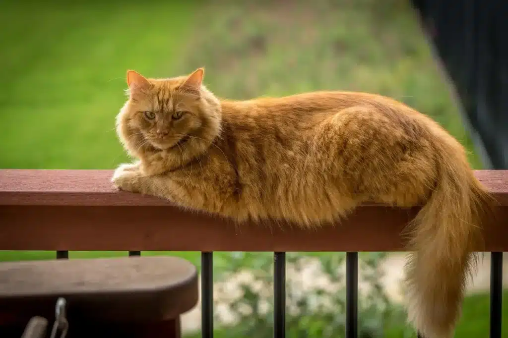 Gato Persa