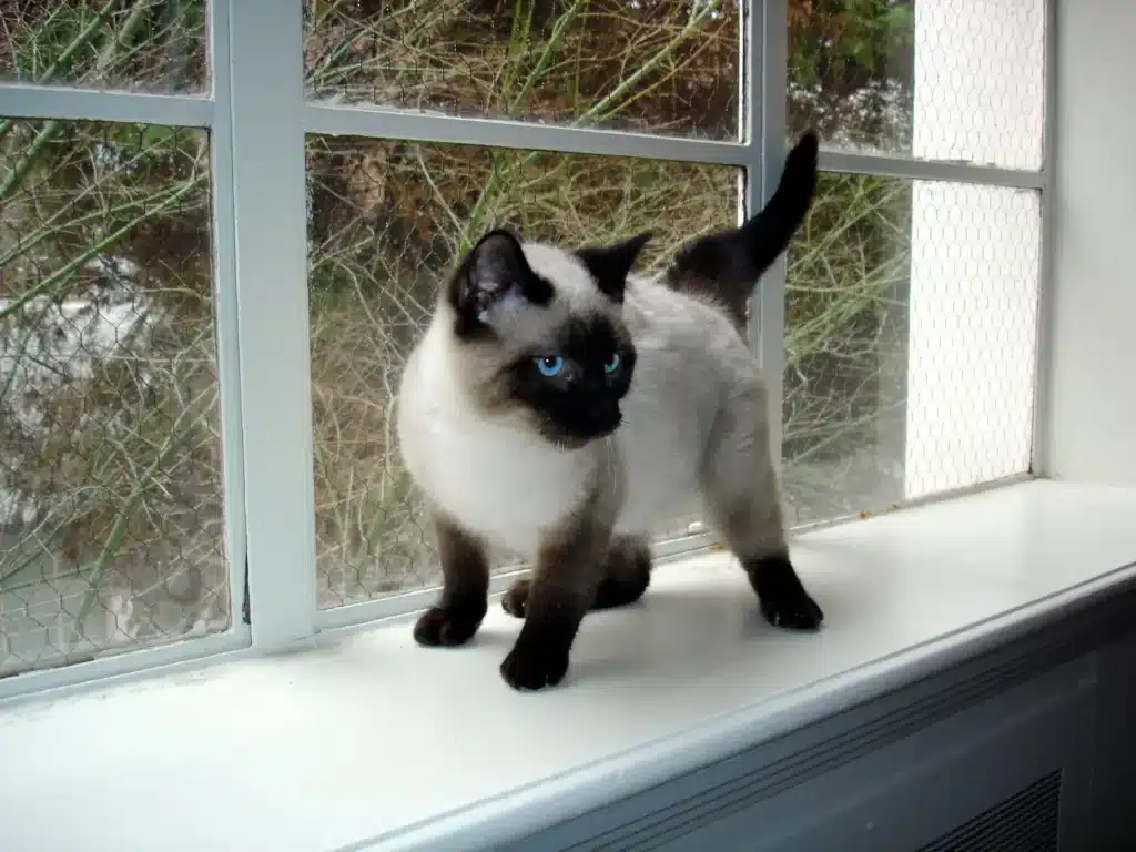 Gato Siames2 ▷ 2025